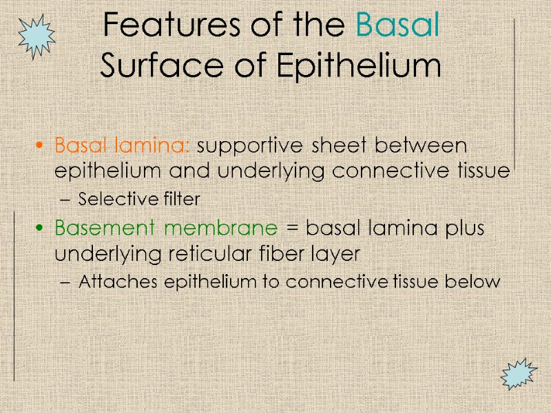 Features of the Basal Surface of Epithelium Basal lamina: supportive sheet between epithelium and